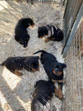 Puppies for sale rottweiler - Ireland, Dublin