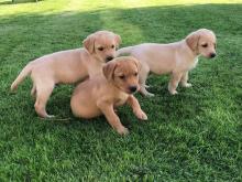 Puppies for sale labrador retriever - Bulgaria, Plovdiv