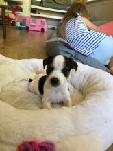 Puppies for sale jack russell terrier - Ireland, Galway