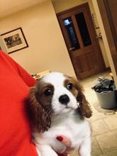 Puppies for sale king charles spaniel - Ireland, Dundalk