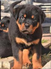 Puppies for sale rottweiler - Ireland, Belfast