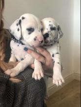 Puppies for sale dalmatian - Netherlands, Rotterdam