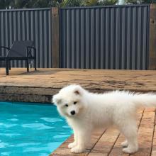 Puppies for sale samoyed dog (samoyed) - Russia, Kazan
