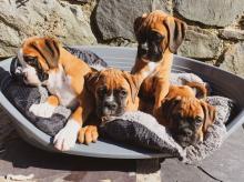 Puppies for sale boxer - Ireland, Dundalk