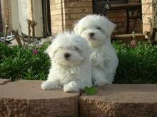 Puppies for sale maltese - Belgium, Gant