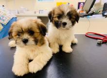 Puppies for sale shih tzu - Slovakia, Gottwald