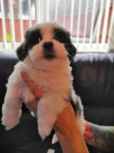 Puppies for sale lhasa apso - Ireland, Dundalk