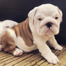 Puppies for sale english bulldog - Greece, Athens. Price 250 €