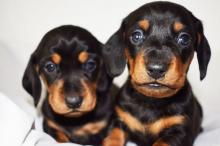 Puppies for sale dachshund - Ireland, Derry