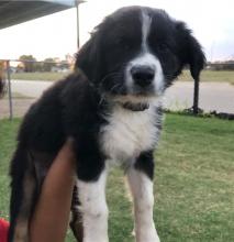 Puppies for sale australian shepherd - Luxembourg, Luxembourg