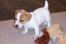 Puppies for sale jack russell terrier - France, Saint-Etienne