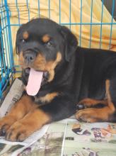 Puppies for sale rottweiler - Portugal, Almeida