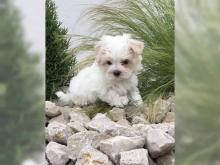 Puppies for sale maltese - Czech Republic, Gottwald