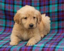 Puppies for sale golden retriever - Czech Republic, Prague