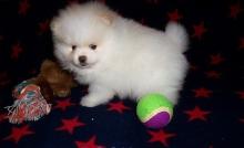 Puppies for sale , pomeranian - Poland, Czestochowa