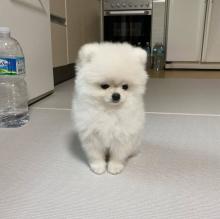 Puppies for sale pomeranian spitz - Czech Republic, Prague