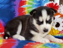 Puppies for sale haski - Portugal, Aveiro