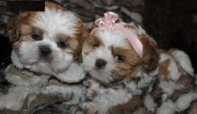 Puppies for sale shih tzu - Italy, Parma