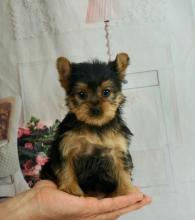 Puppies for sale yorkshire terrier - Portugal, Gondomar