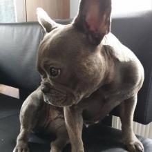 Puppies for sale french bulldog - USA, Florida, st louis