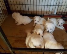 Puppies for sale maltese - Canada, Manitoba, Winnipeg