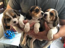 Puppies for sale beagle - Moldova, Balti