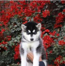 Puppies for sale other breed, siberian husky - Ireland, Belfast