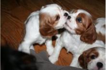 Puppies for sale king charles spaniel - Czech Republic, Prague