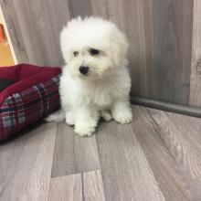 Puppies for sale bichon - Belgium, Brussels
