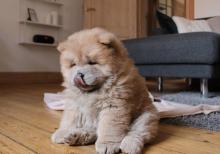 Puppies for sale chow chow - Ireland, mayo