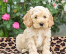 Puppies for sale , cockapoo - United Kingdom, Newcastle