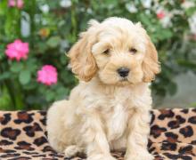 Puppies for sale , cockapoo - United Kingdom, Sheffield