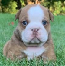 Puppies for sale english bulldog - Tajikistan, Kulyab