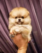 Puppies for sale pomeranian spitz - Estonia, Sillamyae