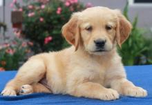 Puppies for sale golden retriever - Kyrgyzstan, Bishkek