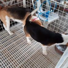 Puppies for sale beagle - Estonia, Sillamyae