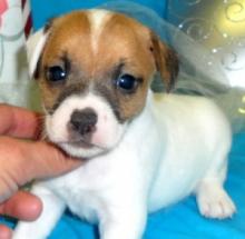 Puppies for sale jack russell terrier - Greece, Thessaloniki