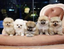 Puppies for sale pomeranian spitz - Germany, Saarbruecken