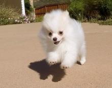 Puppies for sale , pomeranian - Denmark, Kopenagen