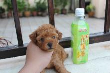 Puppies for sale toy-poodle - Denmark, Aarhus