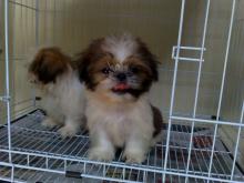 Puppies for sale shih tzu - Denmark, Kopenagen