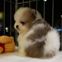 Puppies for sale pomeranian spitz - Germany, Chemnitz