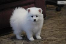 Puppies for sale eskimo dog - Poland, Warsaw. Price 10 €