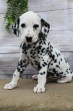 Puppies for sale dalmatian - Greece, Athens. Price 10 €