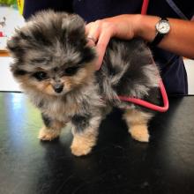 Puppies for sale pomeranian spitz - Ireland, Cork
