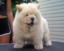 Puppies for sale chow chow - Canada, Quebec, Quebec City