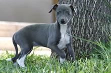 Puppies for sale italian greyhound - Greece, Athens. Price 10 €