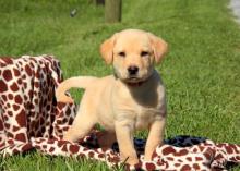 Puppies for sale labrador - Bulgaria, Sofia. Price 10 €