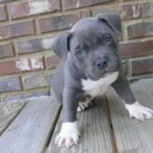 Puppies for sale american pit-bull terrier - Cyprus, Nicosia. Price 10 €