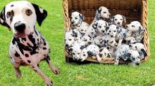 Puppies for sale dalmatian - Denmark, Kopenagen. Price 10 €